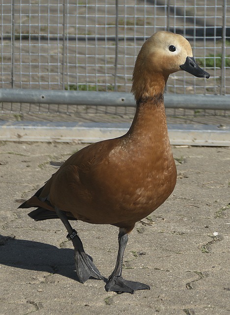 那麼